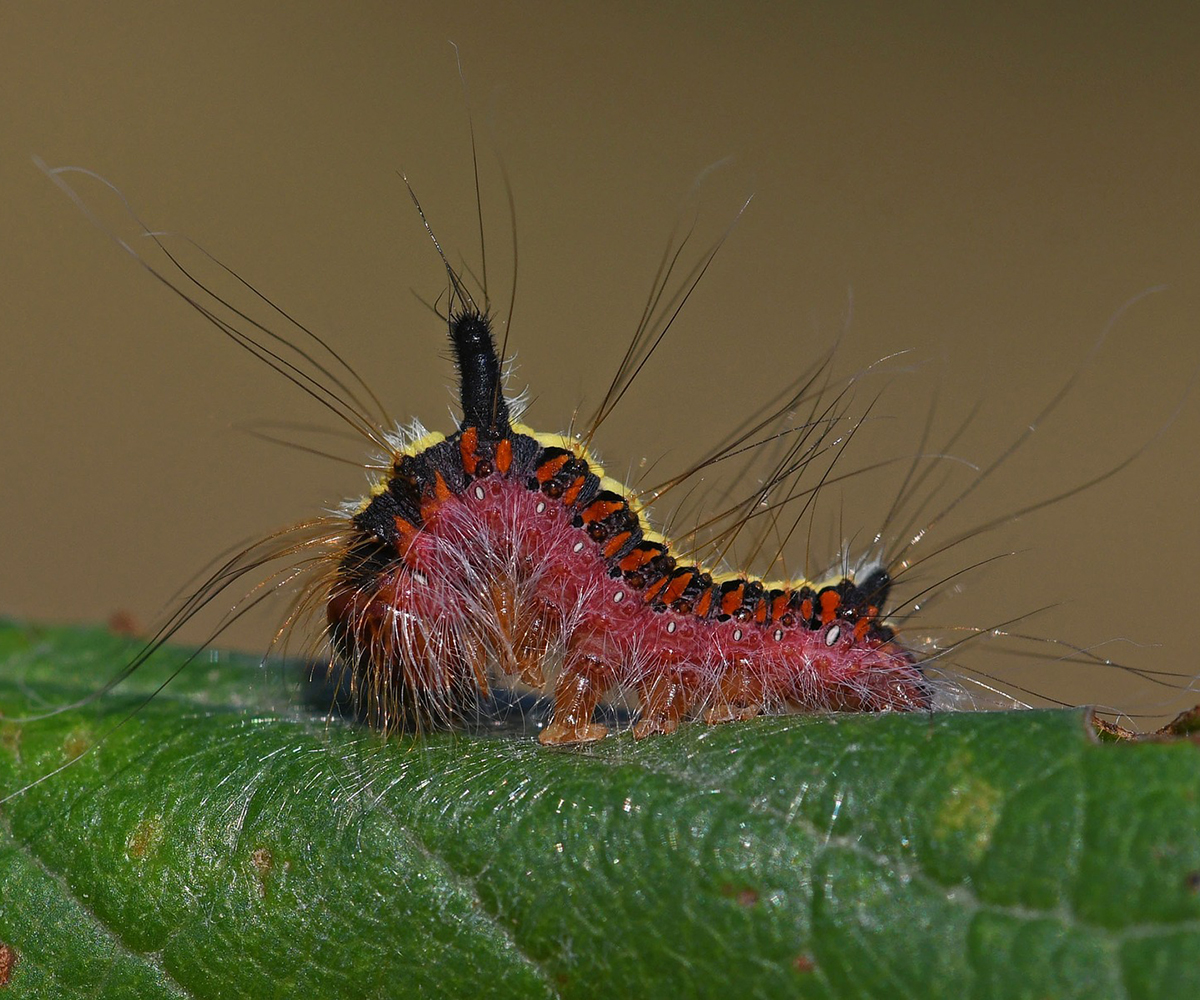 Acronicta psi larva, Crete - photo © Fotis Samaritakis