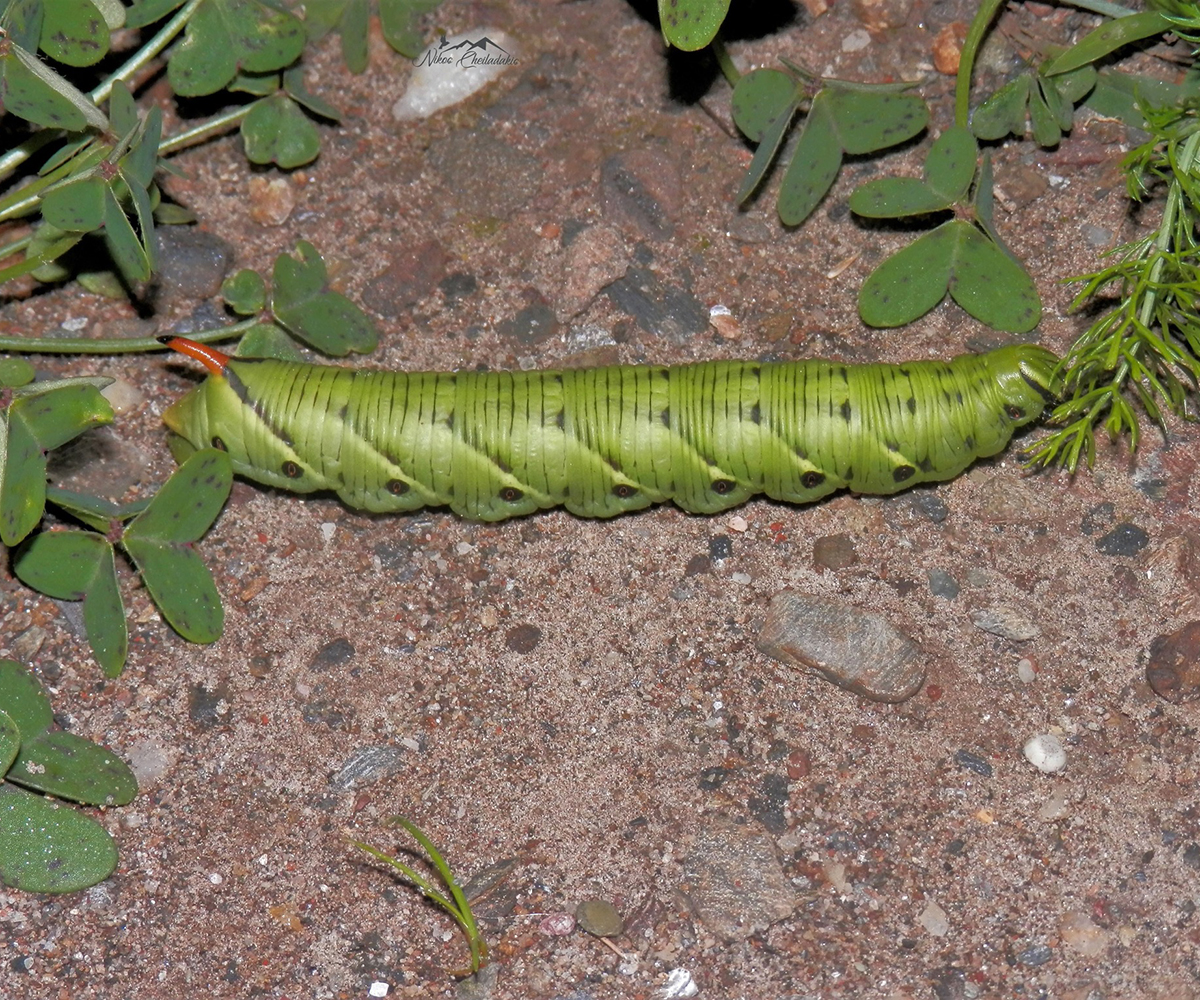 Agrius convolvuli, larva, Crete - photo © Nikos Cheiladakis