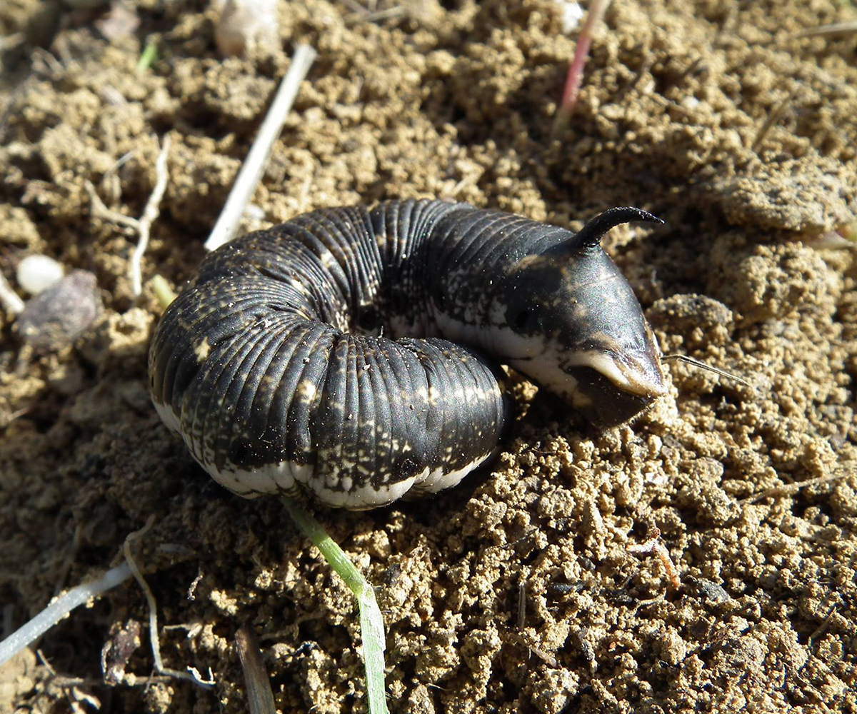 Agrius convolvuli larva, Crete - photo © Giorgos Rinis