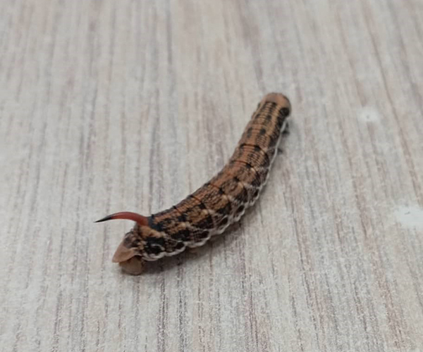 Agrius convolvuli larva, Crete - photo © Polyklitos Zografinakis