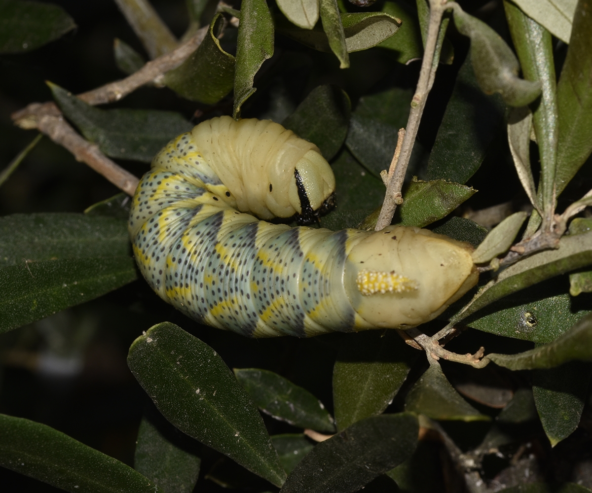 Acherontia atropos, larva, Crete - photo © K. Bormpoudaki