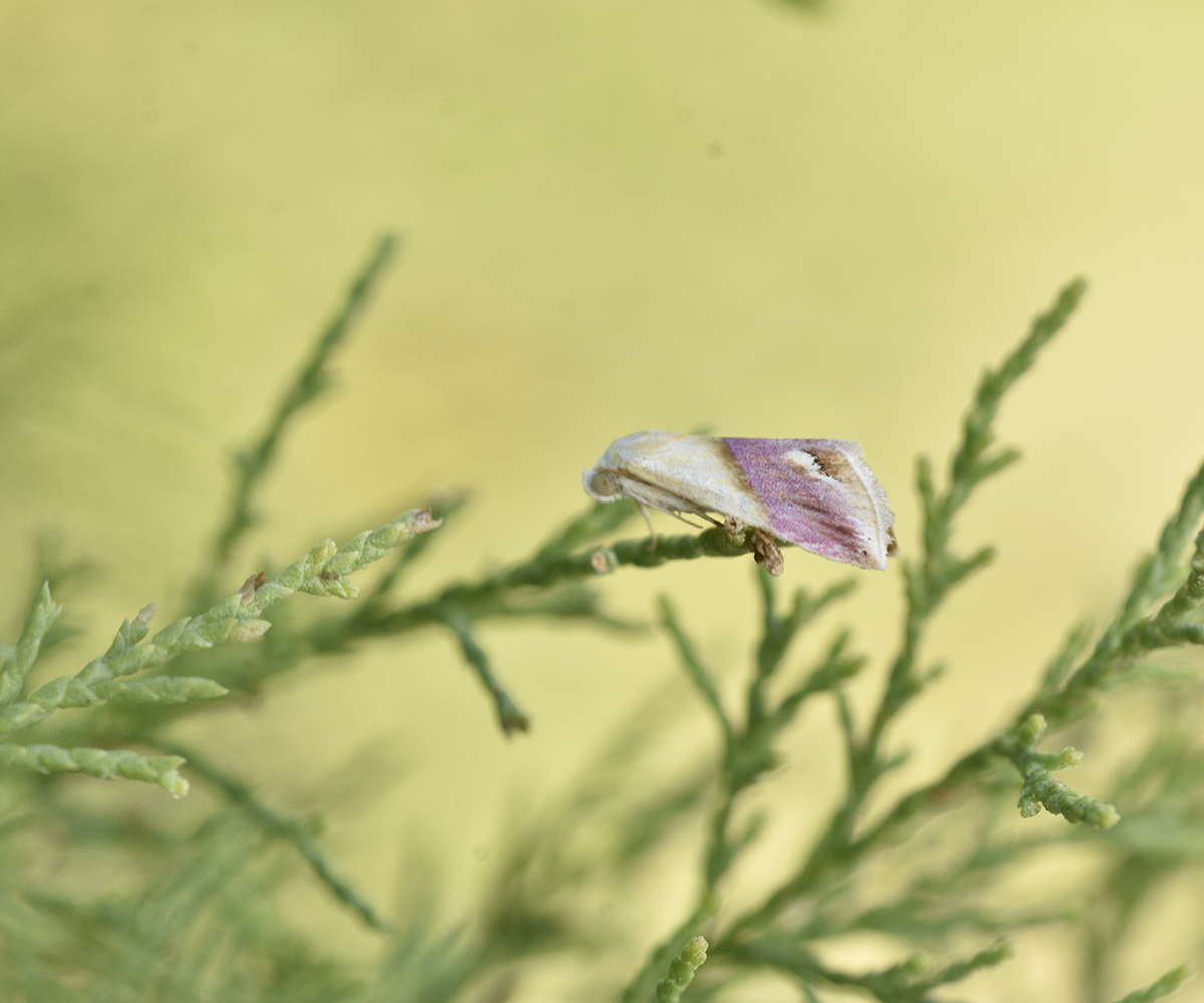 Eublemma cochylioides, Crete - photo © K. Bormpoudaki