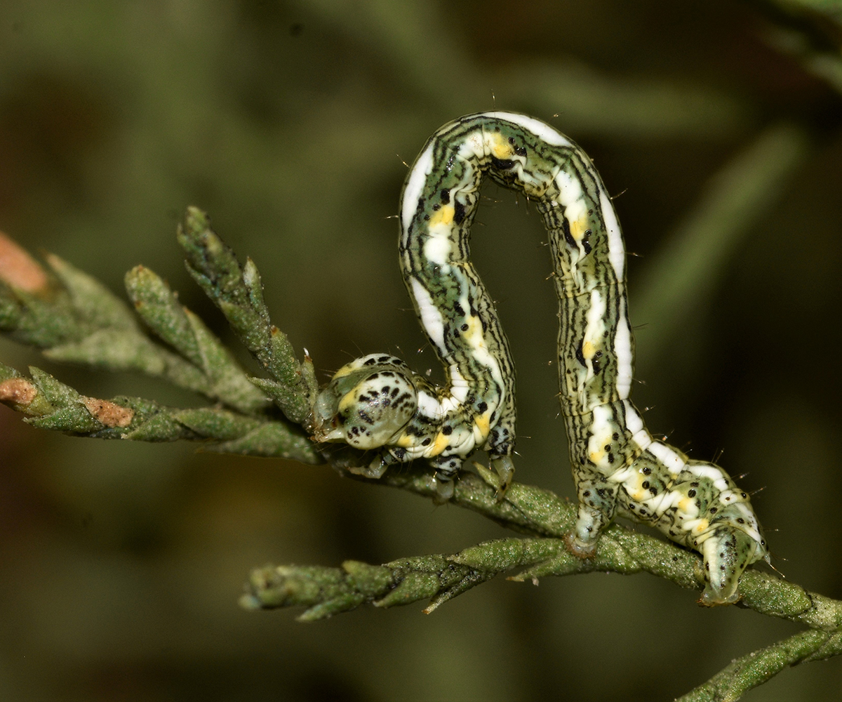 Chiasmia aestimaria larva, Crete - photo © K. Bormpoudaki