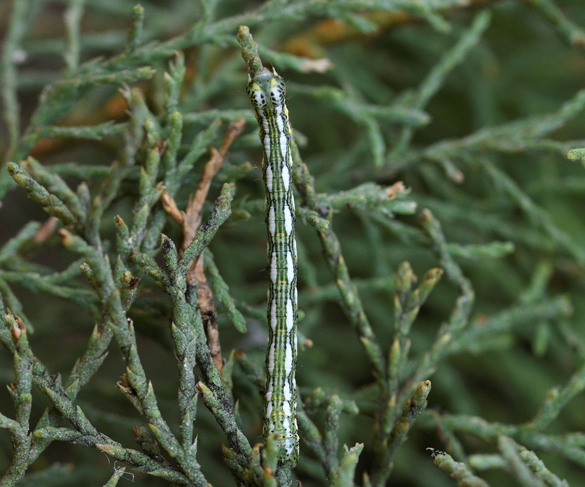 Chiasmia aestimaria larva, Crete - photo © K. Bormpoudaki