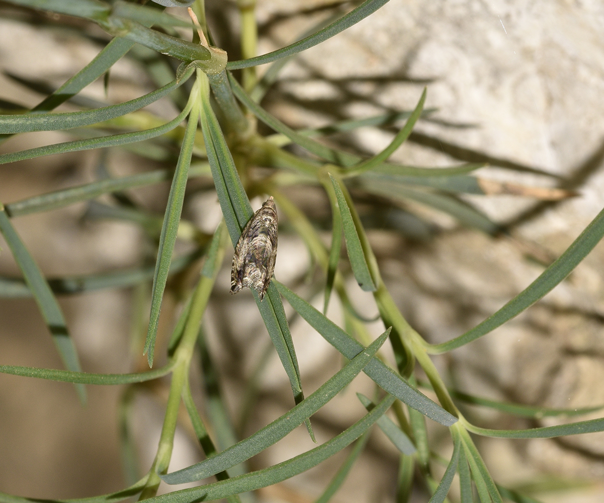Cydia fagiglandana, Crete - photo © K. Bormpoudaki