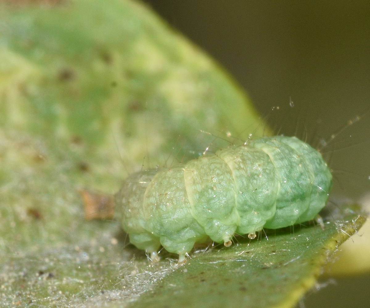 Prochoristis crudalis larva, Crete - photo © K. Bormpoudaki