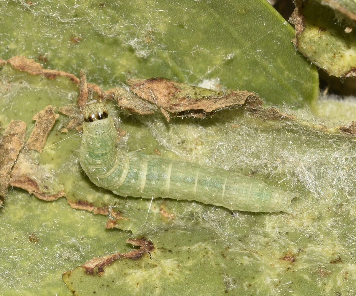 Prochoristis crudalis larva, Crete - photo © K. Bormpoudaki