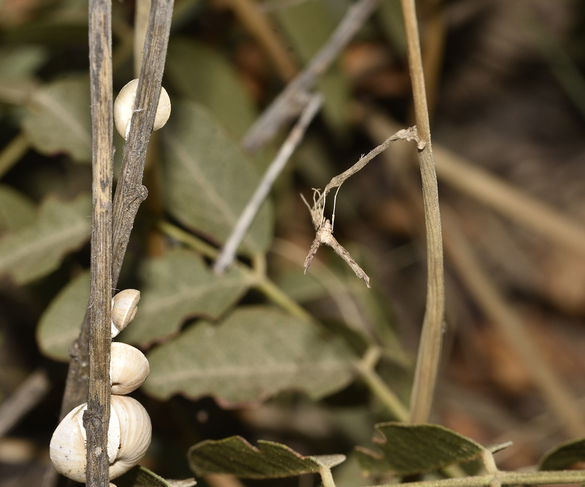 Agdistis tamaricis, Crete - photo © K. Bormpoudaki