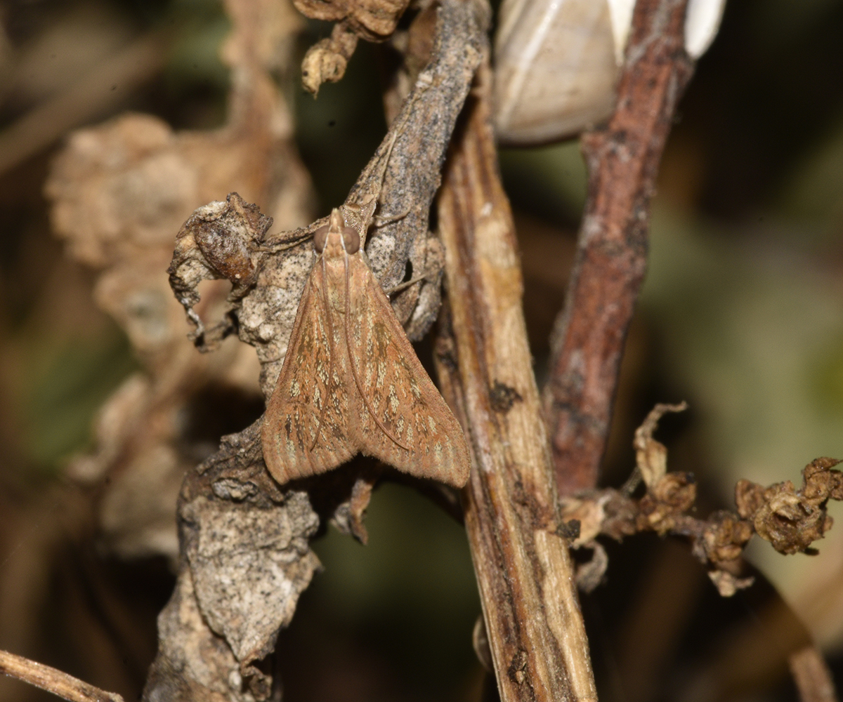 Antigastra catalaunalis, Crete - photo © K. Bormpoudaki