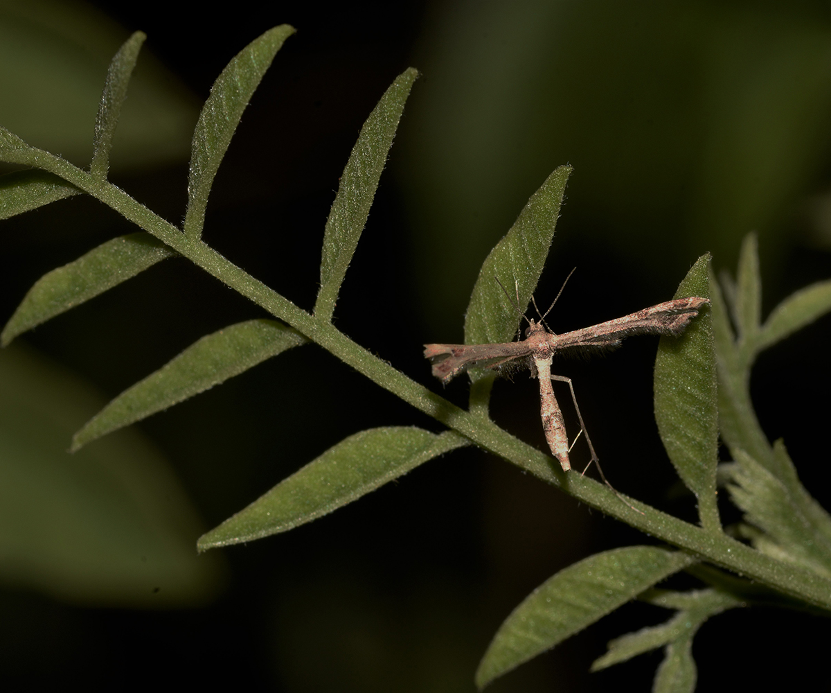 Lantanophaga pusillidactylus, Crete - photo © K. Bormpoudaki
