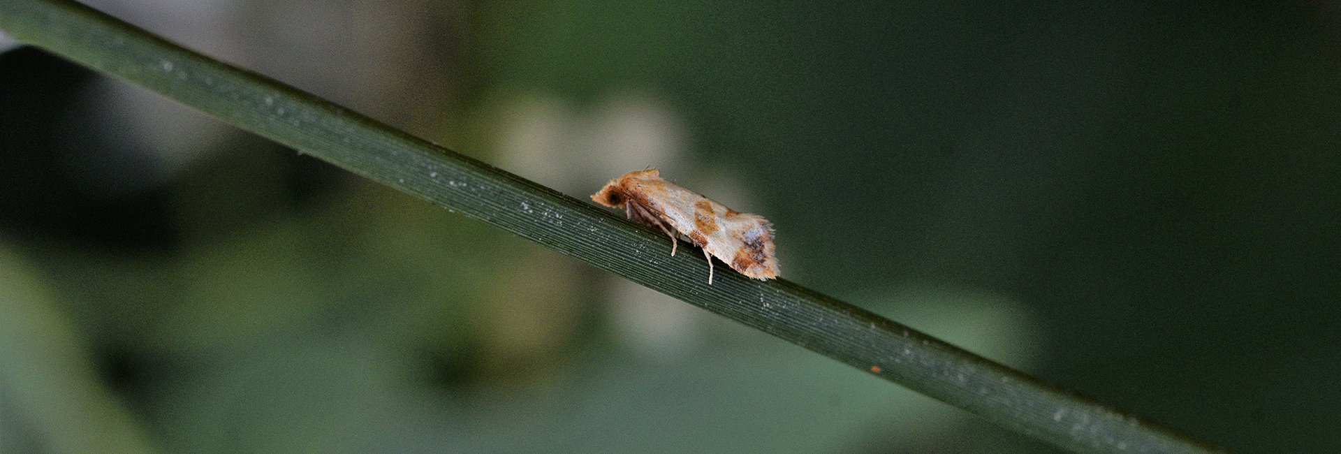 Phalonidia contractana, Crete - photo © K. Bormpoudaki