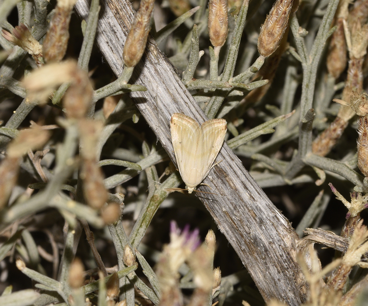 Eublemma ostrina, Crete - photo © K. Bormpoudaki