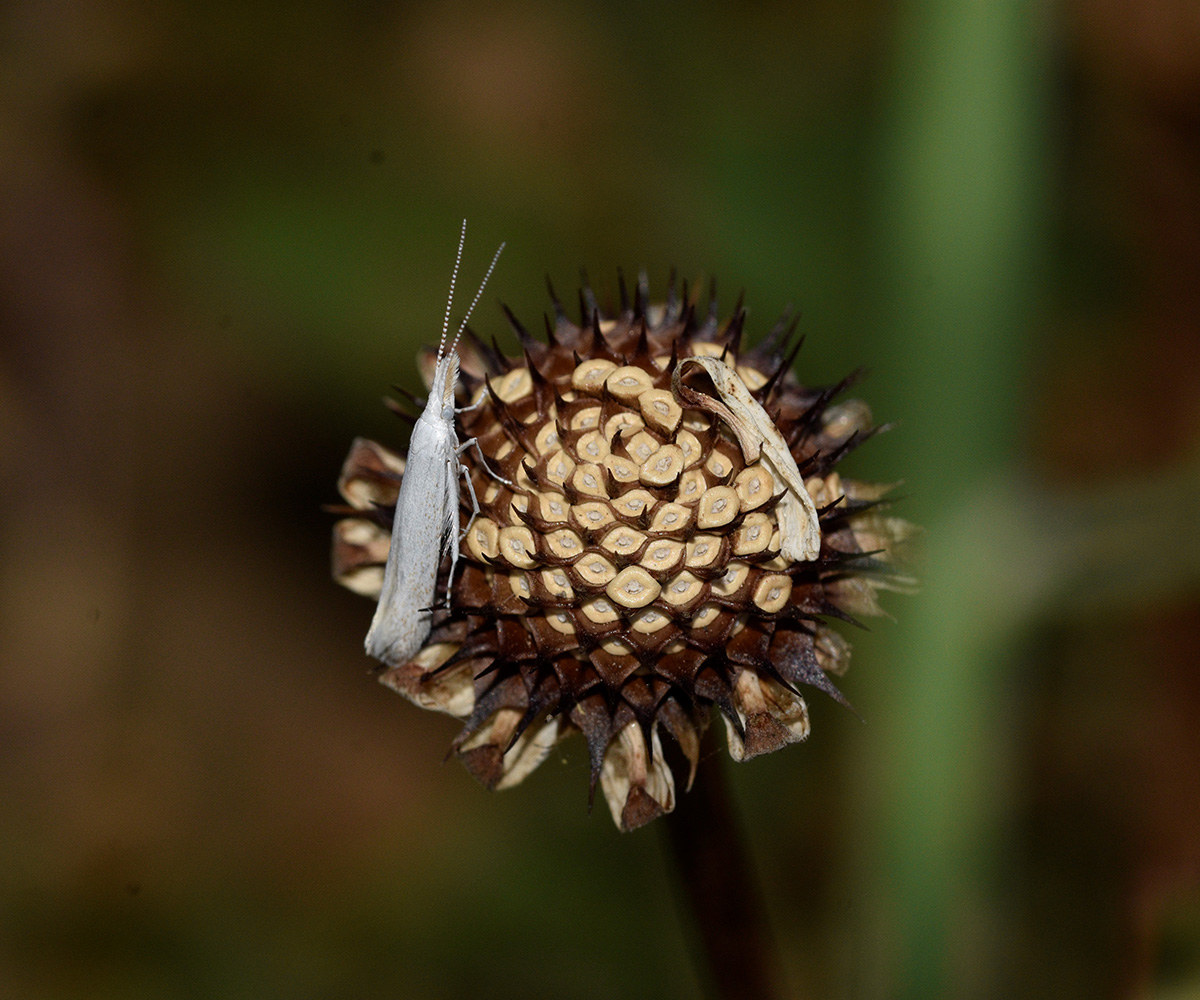 Coleophora anatipennella, Crete - photo © K. Bormpoudaki