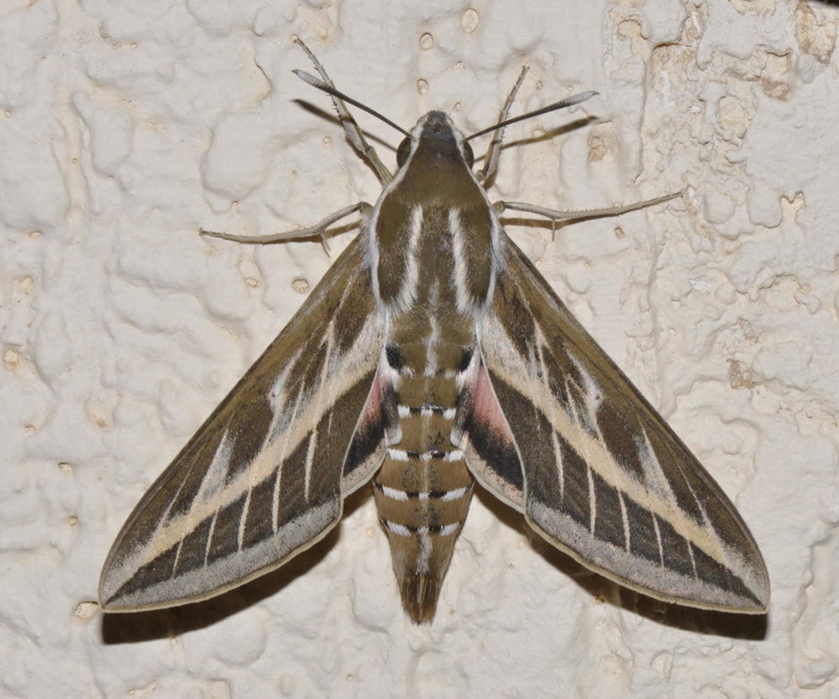 Hyles livornica, Crete - photo © https://www.inaturalist.org/observations/19152802
