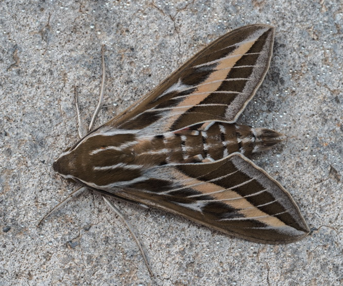 Hyles livornica, Crete - photo © https://www.inaturalist.org/observations/115523619