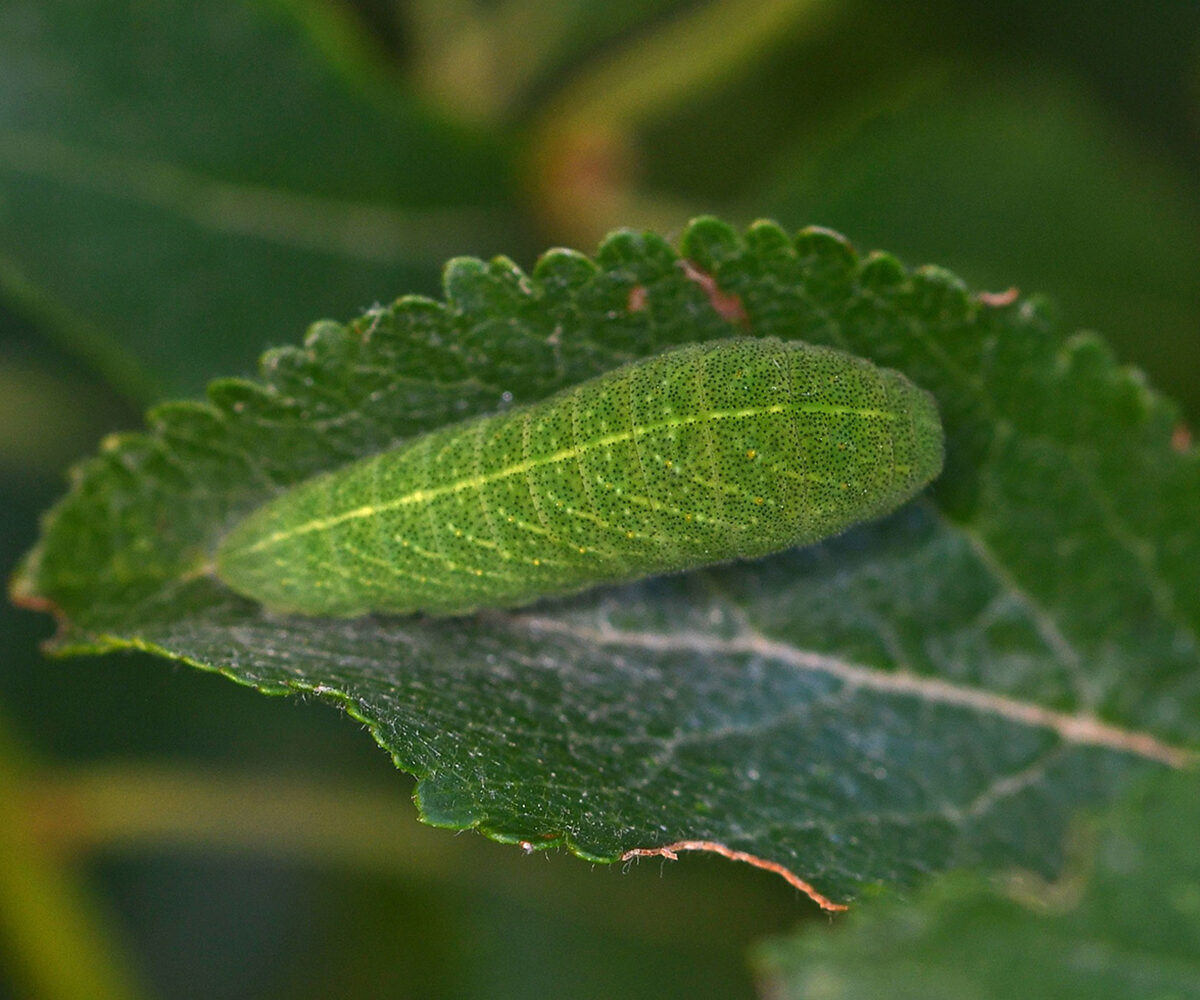 Iphiclides podalirius larva, Crete - photo © Fotis Samaritakis