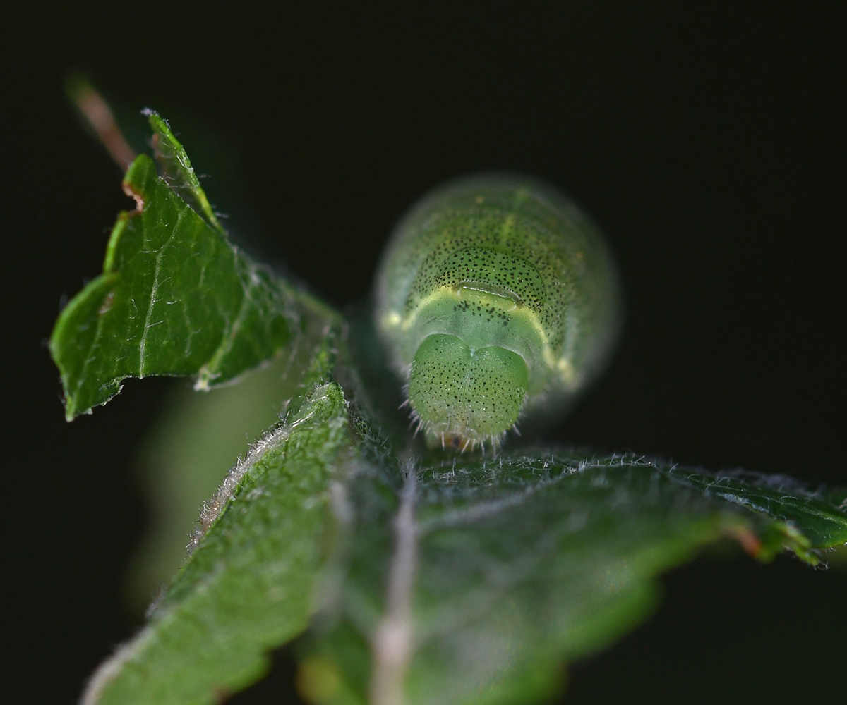 Iphiclides podalirius larva, Crete - photo © Fotis Samaritakis