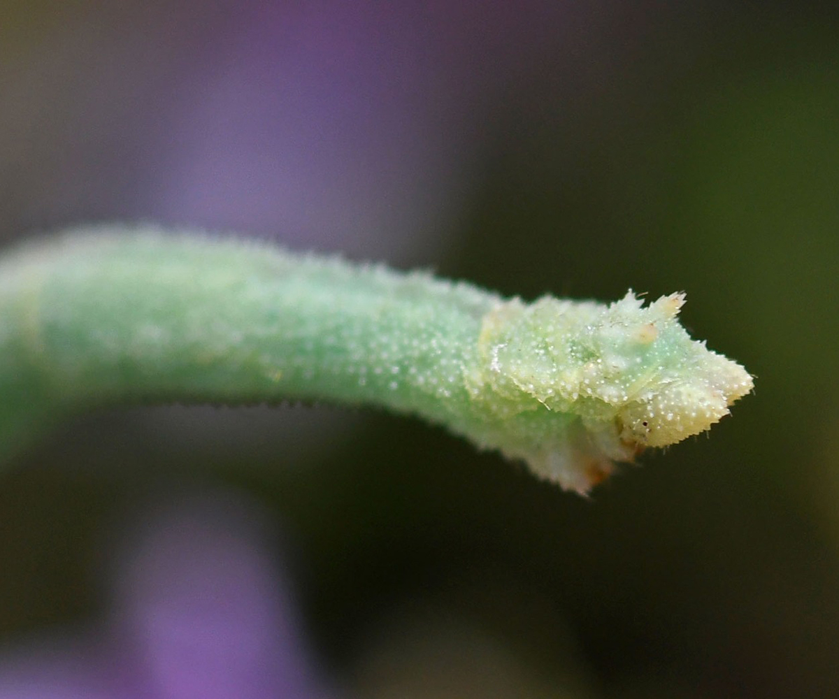 Phaiogramma faustinata larva, Crete - photo © Fotis Samaritakis