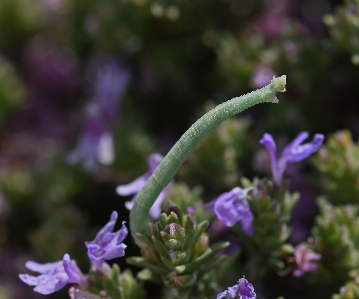 Phaiogramma faustinata larva, Crete - photo © Fotis Samaritakis