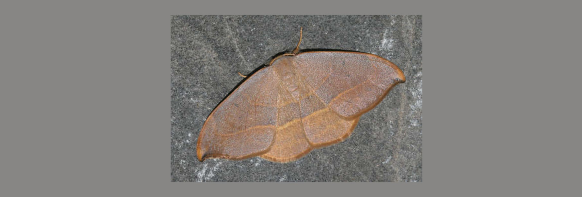 Watsonalla uncinula, Crete - photo © Heiner Ziegler