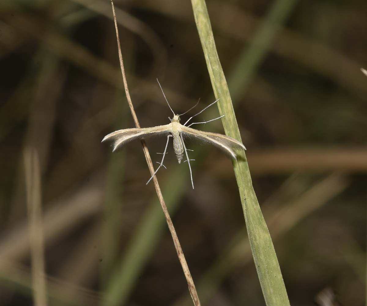 Merrifieldia malacodactylus, Crete - photo © K. Bormpoudaki