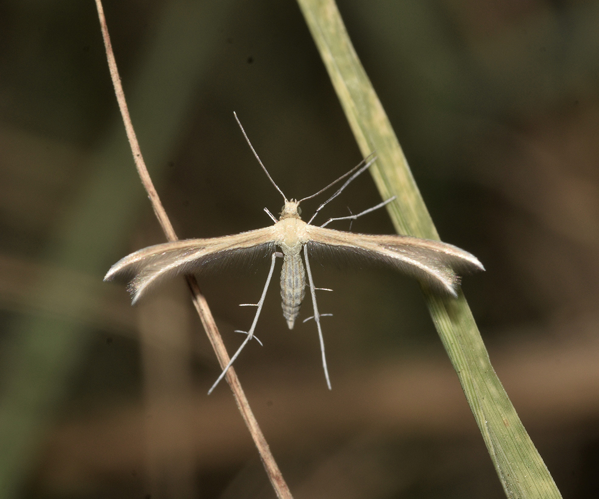 Merrifieldia malacodactylus, Crete - photo © K. Bormpoudaki