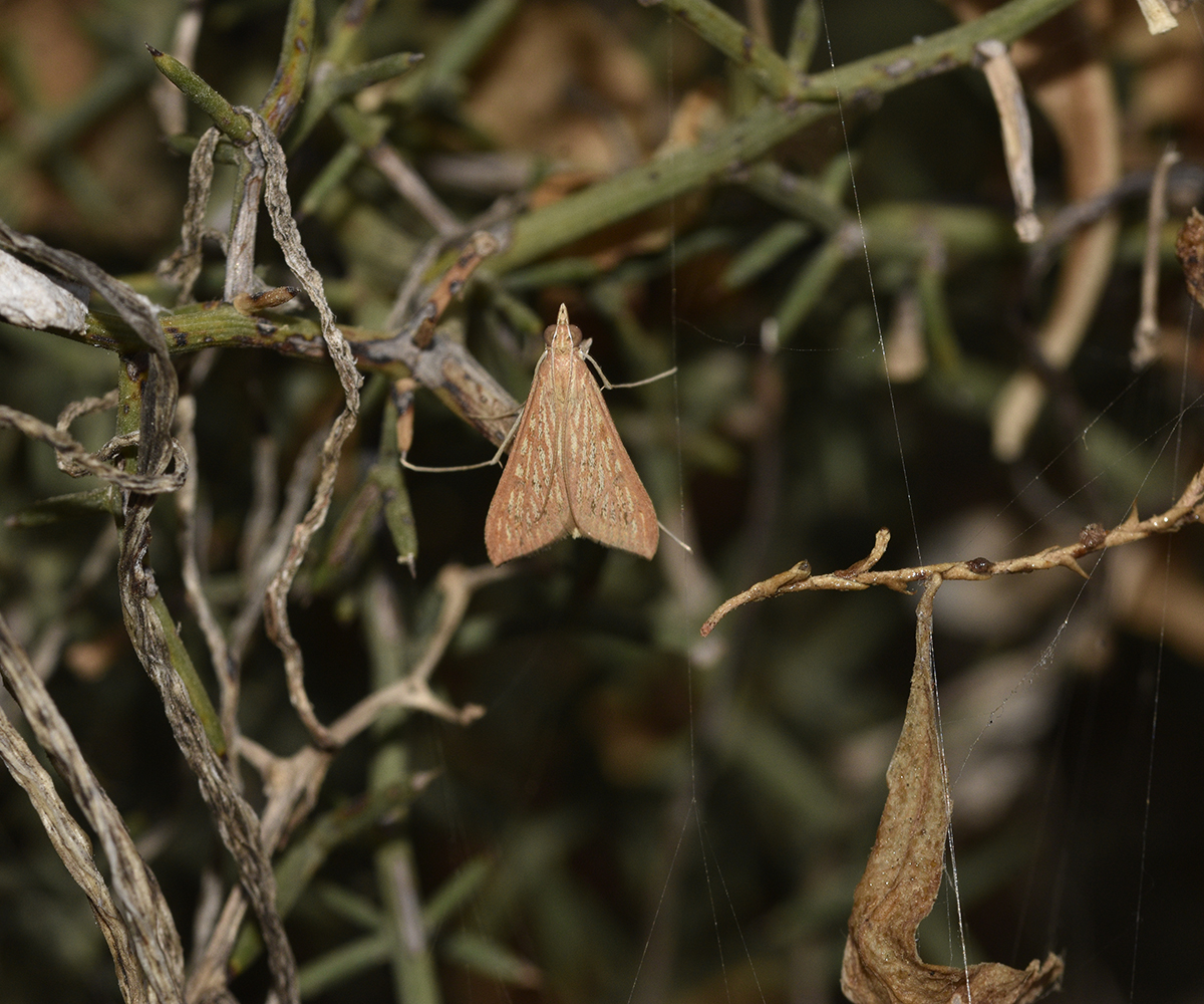 Antigastra catalaunalis, Crete - photo © K. Bormpoudaki