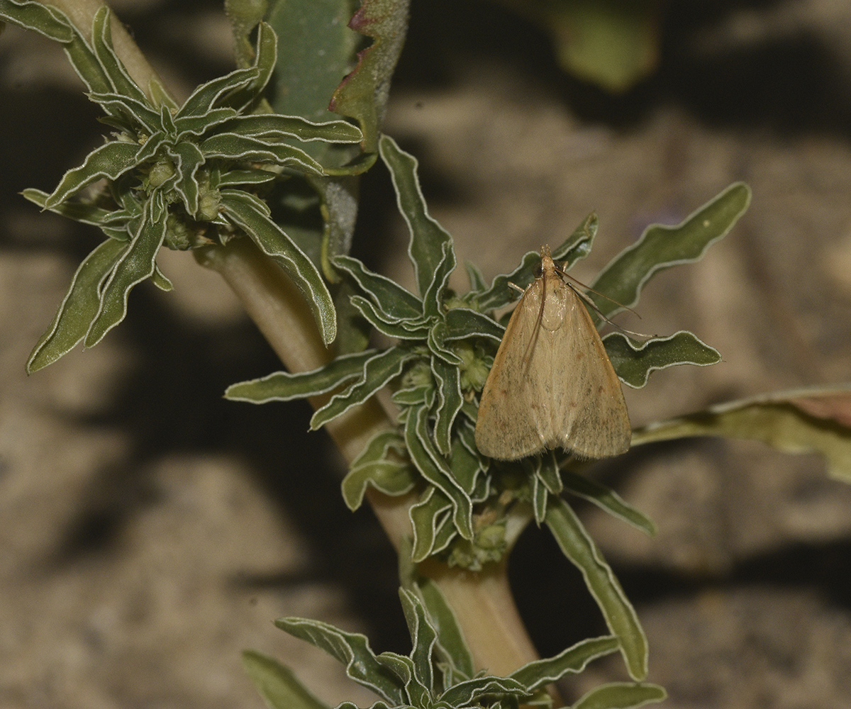 Achyra nudalis, Crete - photo © K. Bormpoudaki