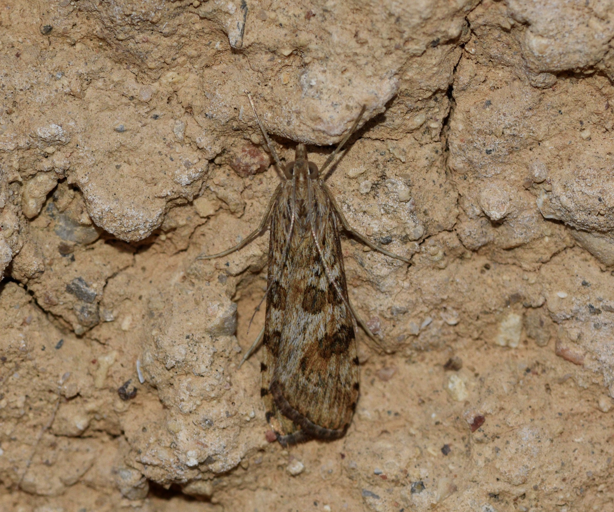 Nomophila noctuella, Crete - photo © K. Bormpoudaki