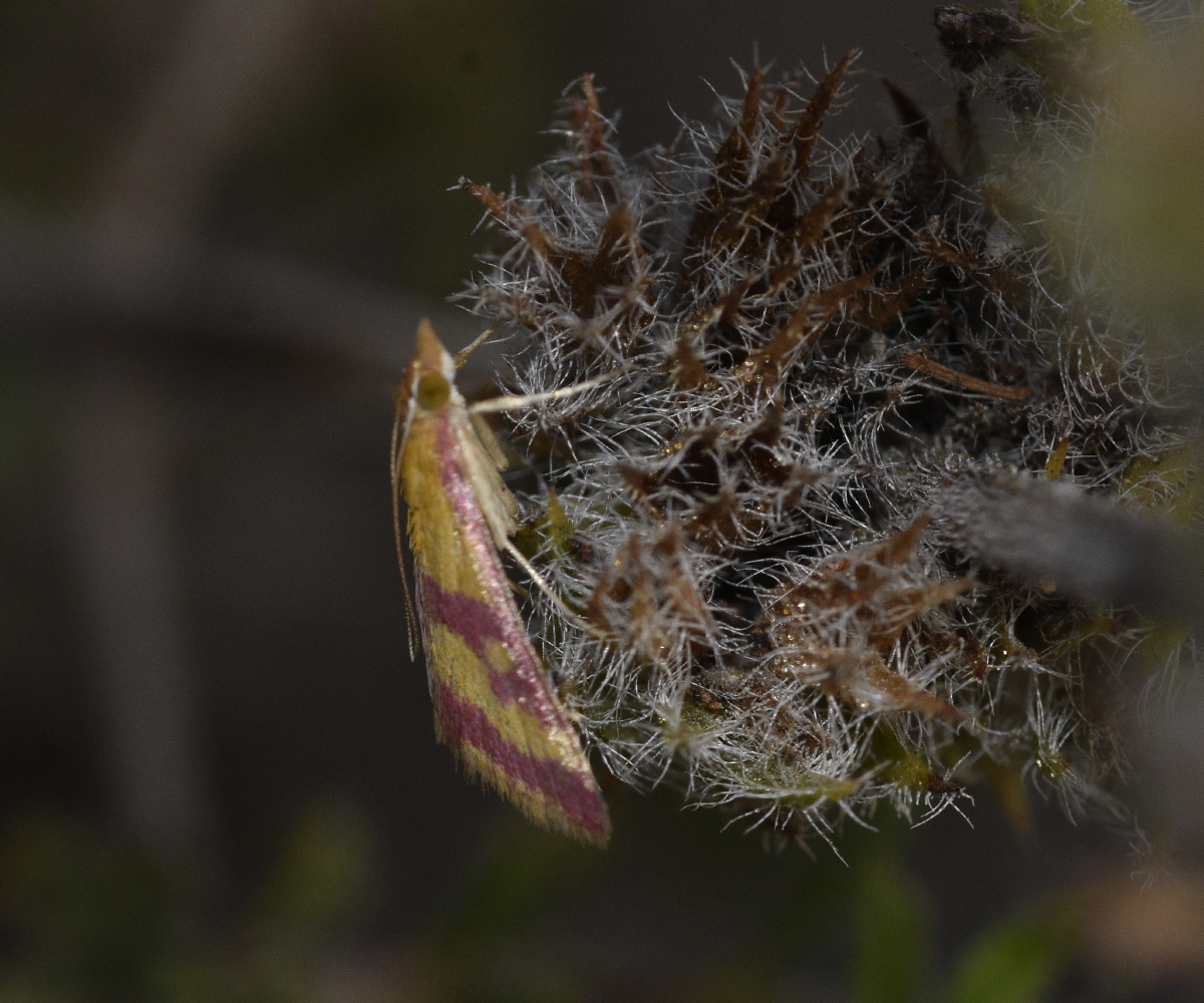 Pyrausta sanguinalis, Crete - photo © K. Bormpoudaki