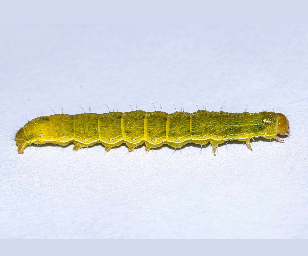 Helicoverpa armigera larva, Crete - photo © Manolis Afrathianakis