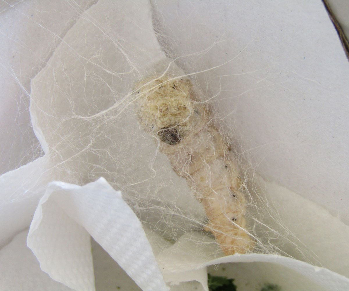 Bombyx mori larva, Crete - photo © K. Bormpoudaki