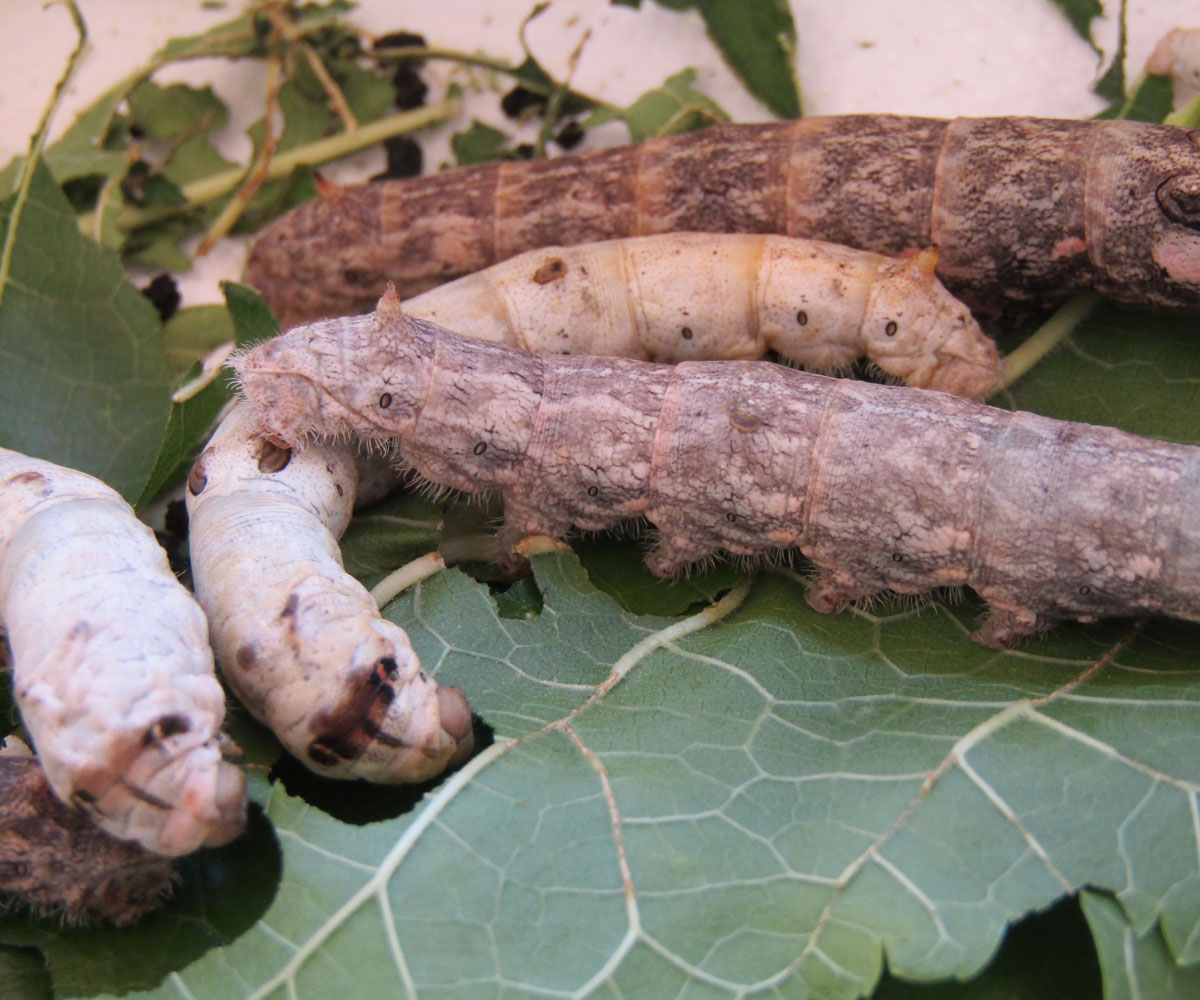 Bombyx mori larvae, Crete - photo © K. Bormpoudaki