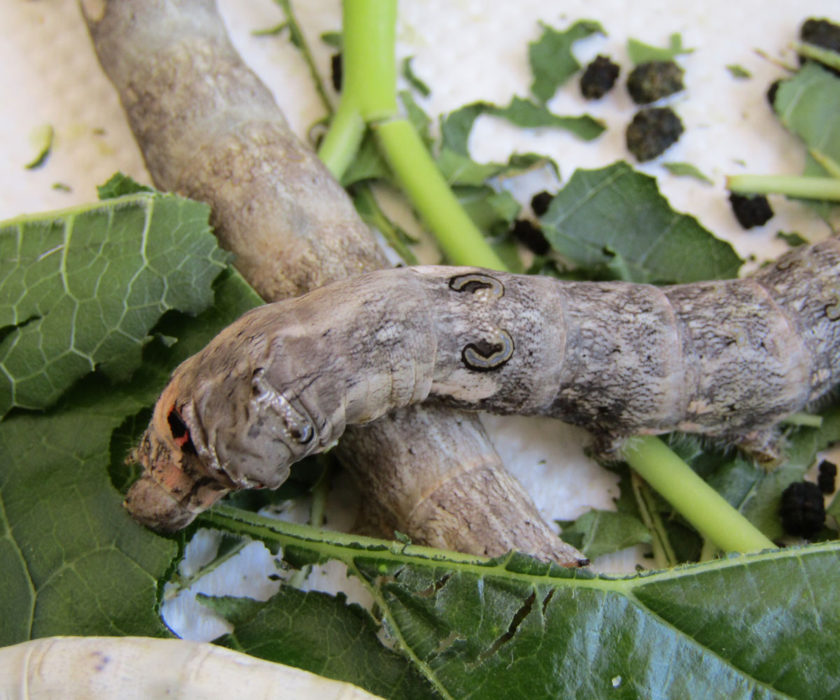 Bombyx mori larvae, Crete - photo © K. Bormpoudaki