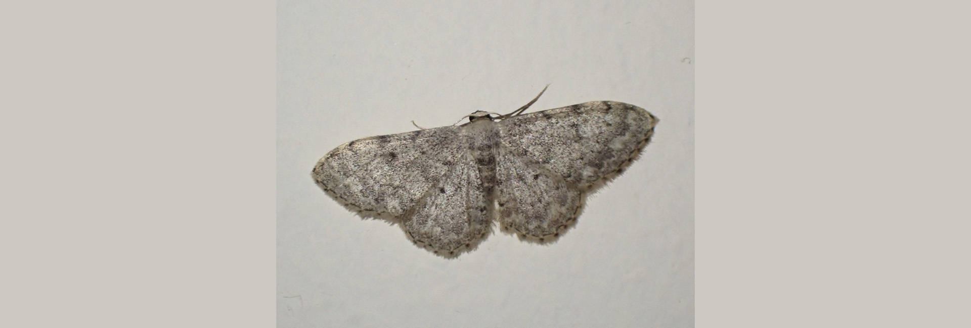 Gerinia honoraria, Crete - photo © https://www.inaturalist.org/observations/164689656