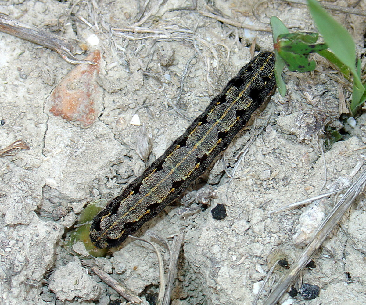 Spodoptera littoralis larva, Crete - photo © https://www.inaturalist.org/observations/181097148