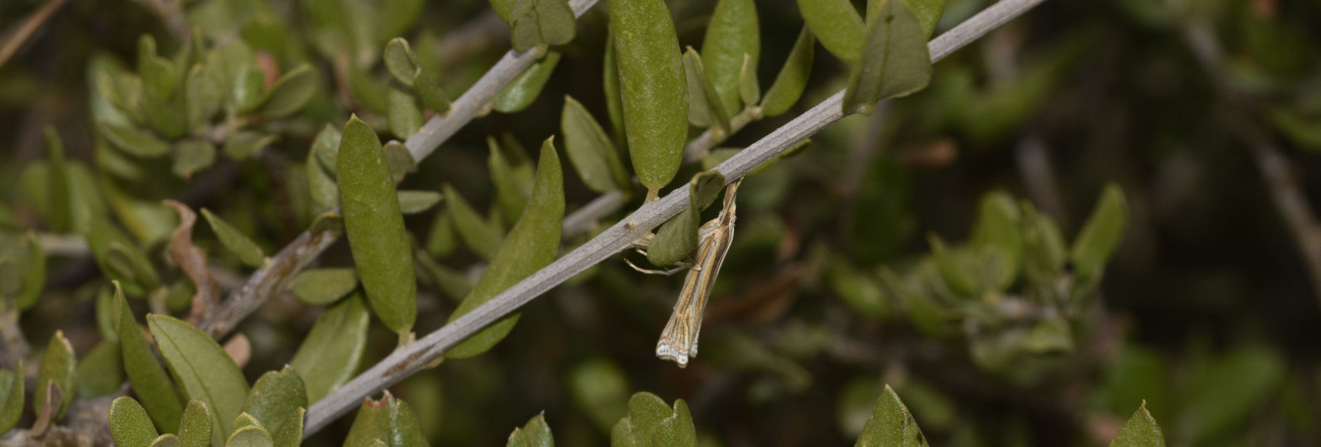 Ancylolomia pectinatellus, Crete - photo © K. Bormpoudaki