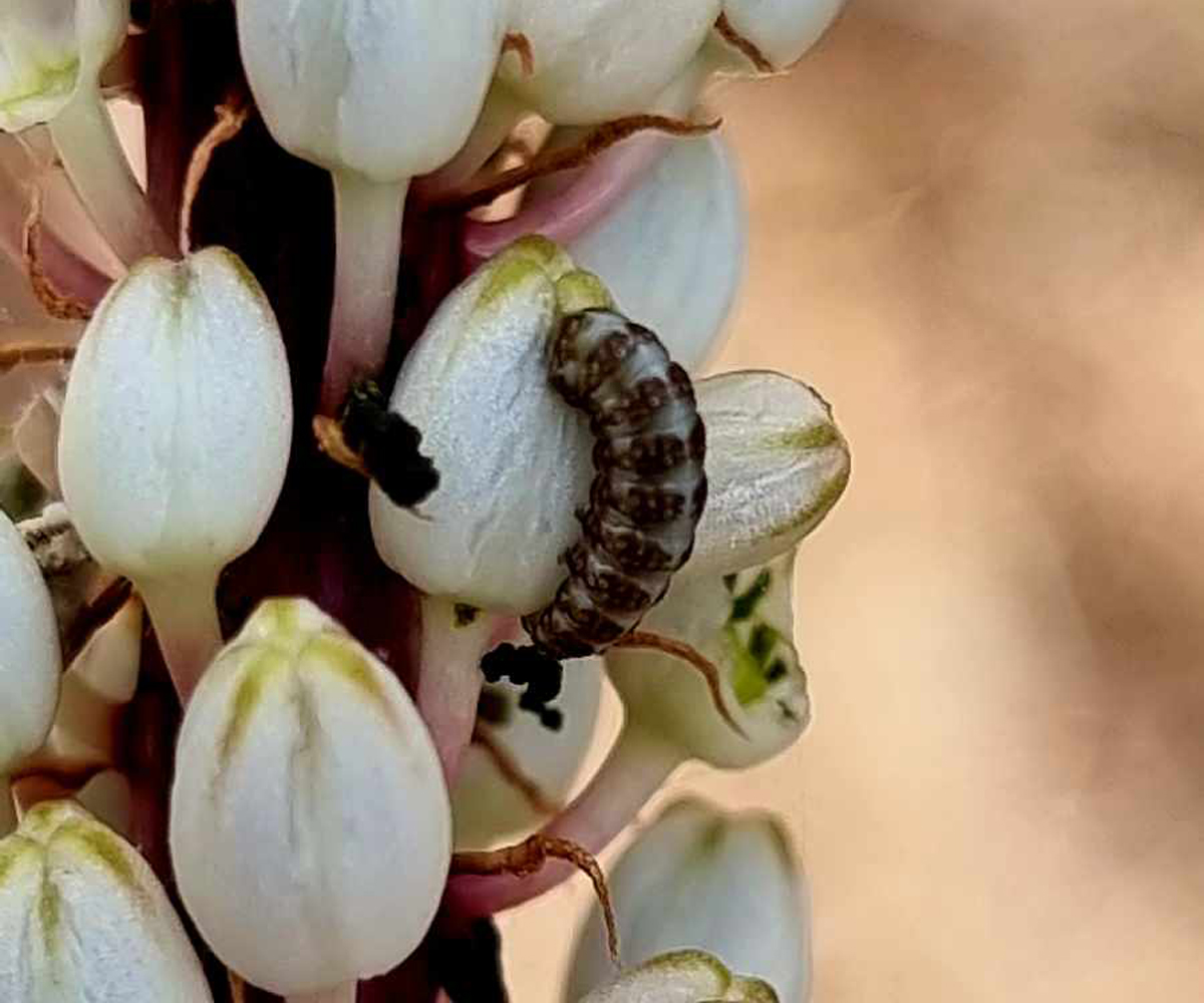 Metachrostis velox larva, Crete - photo © Elina Strik