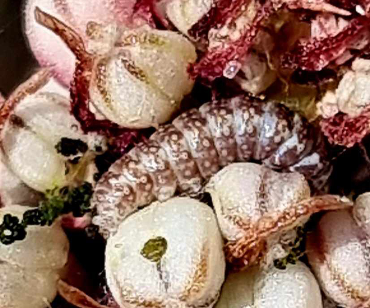 Metachrostis velox larva, Crete - photo © Elina Strik