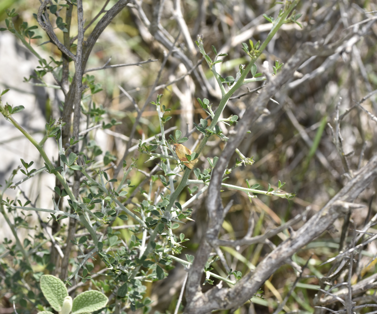 Aphelia imperfectana, Crete - photo © K. Bormpoudaki