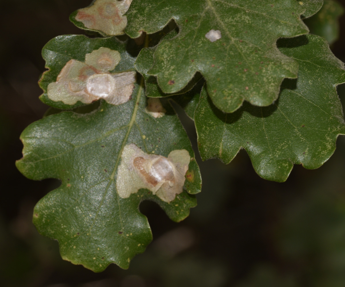 Tischeria ekebladella leafmines on Quercus pubescens, Crete - photo © K. Bormpoudaki