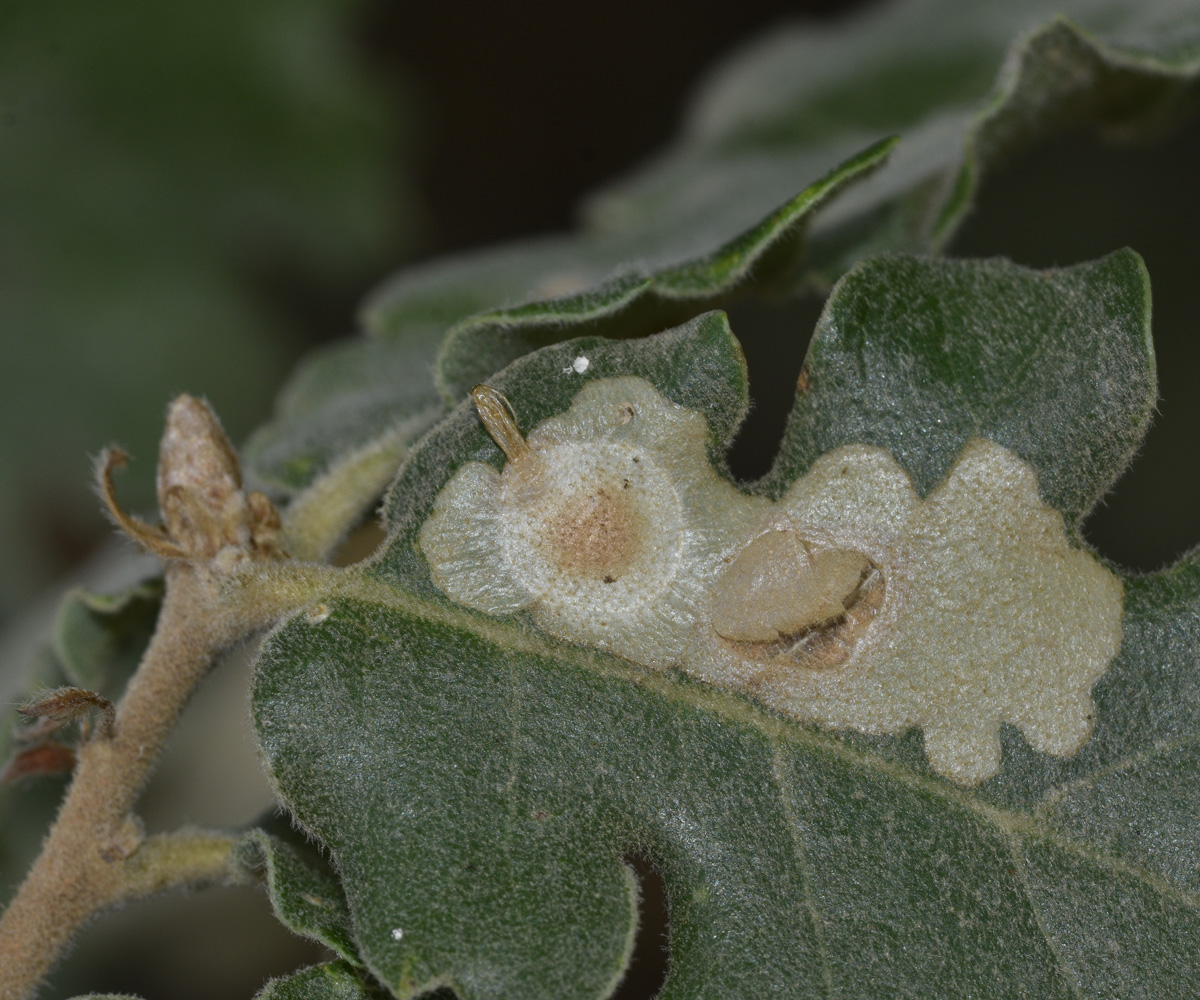 Tischeria ekebladella leafmines on Quercus pubescens, Crete - photo © K. Bormpoudaki