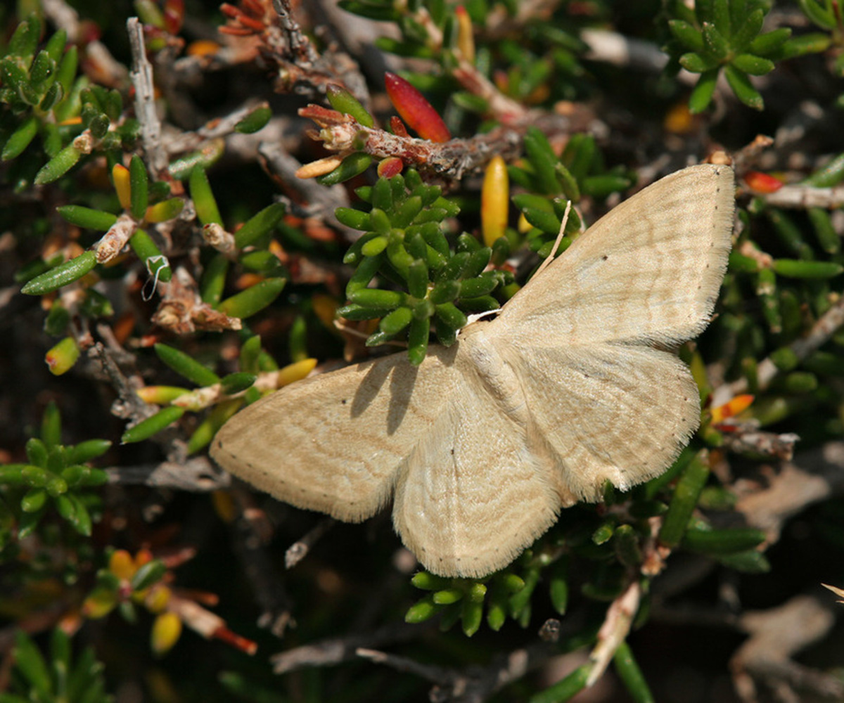 Idaea consanguinaria, Crete - photo © https://www.inaturalist.org/observations/32422657
