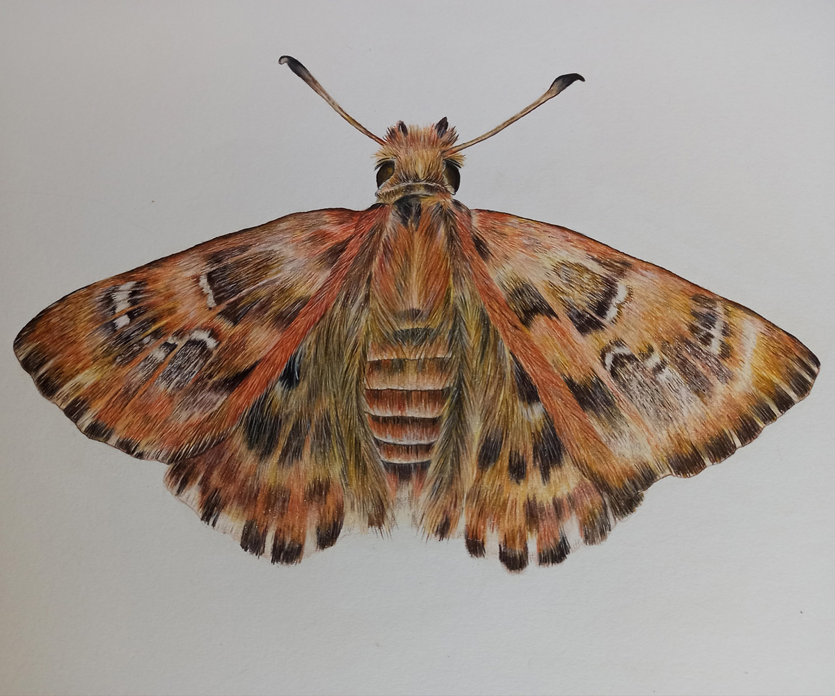 Carcharodus alceae - Colored pencils fc polychromos & ca luminance on smooth paper, © Rena Chereti