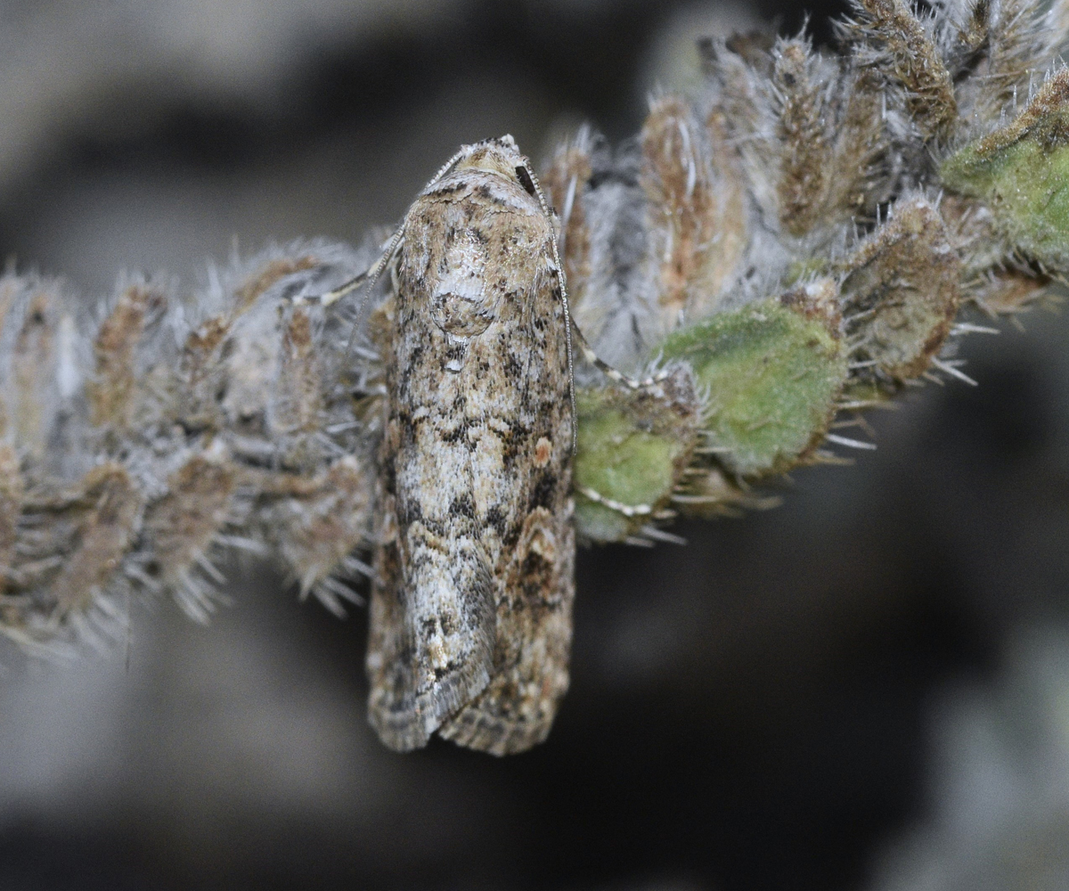 Spodoptera exigua, Crete - photo © K. Bormpoudaki