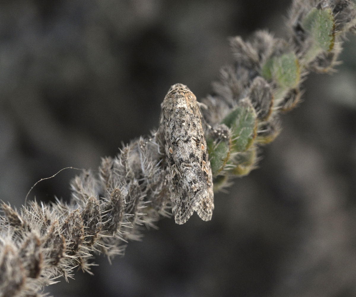 Spodoptera exigua, Crete - photo © K. Bormpoudaki