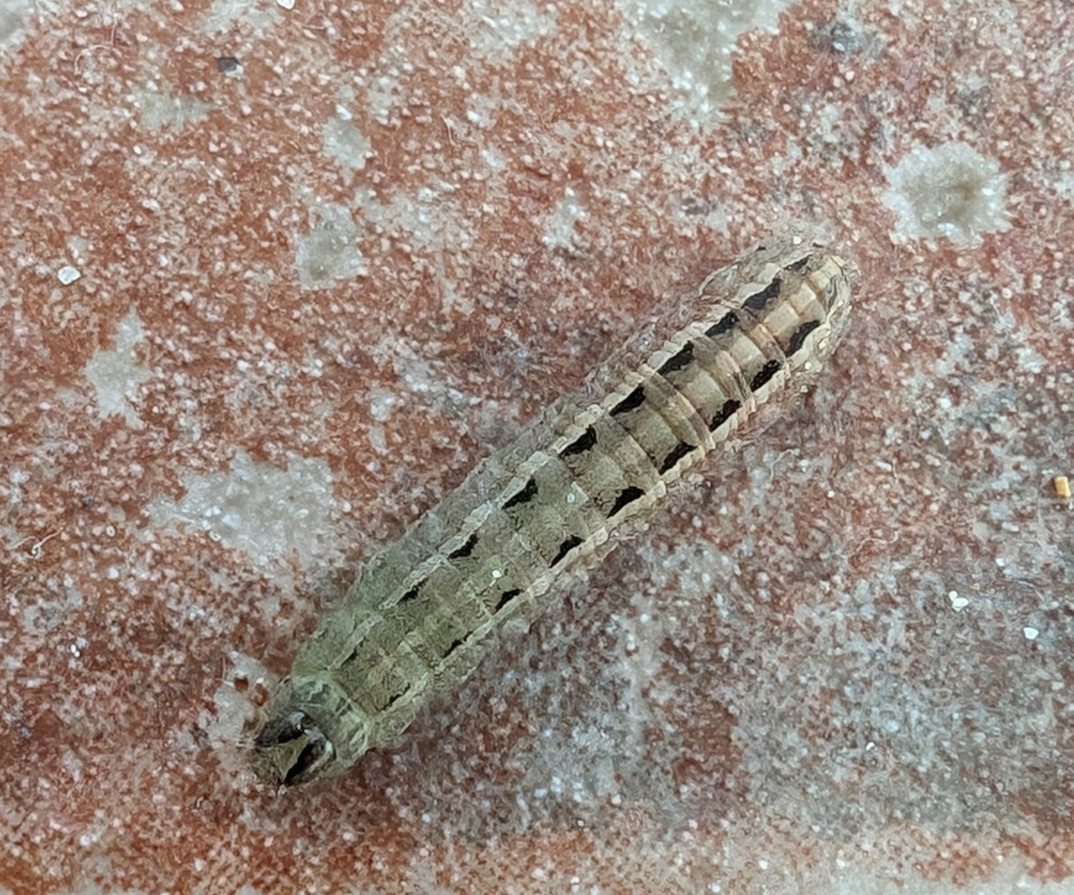 Noctua pronuba larva, Crete - photo © Luca Sattin