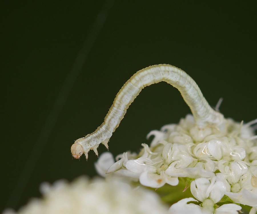 Eupithecia breviculata larva, Crete - photo © Fotis Samaritakis