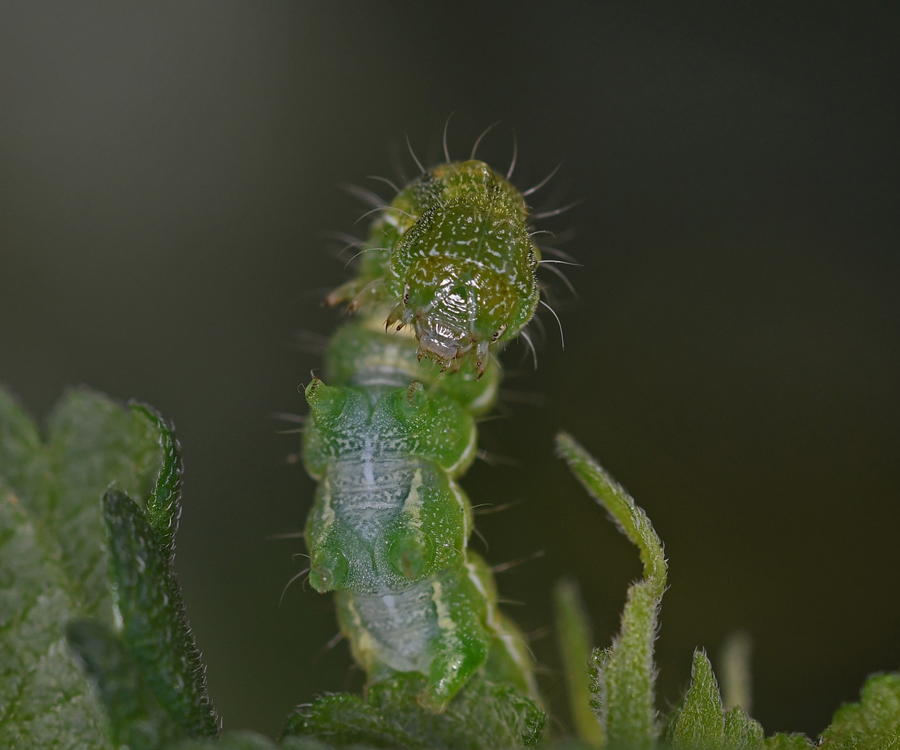 Helicoverpa armigera larva, Crete - photo © Fotis Samaritakis