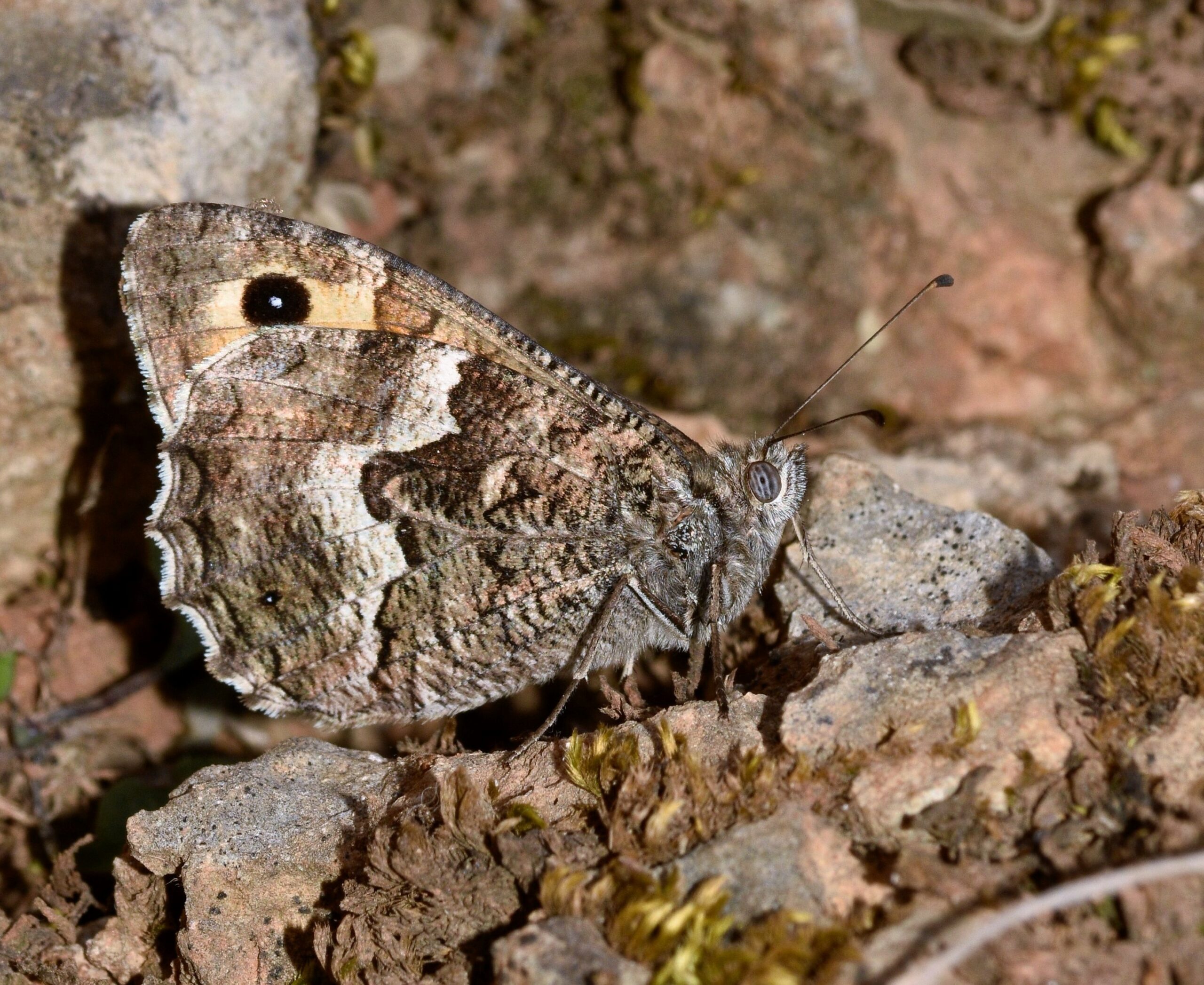 Hipparchia cretica (endemic) - photo © K. Bormpoudaki